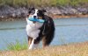 Ruffwear Gourdo™ Odolná hračka z přírodního latexového kaučuku - Barva: Modrá, Velikost: S