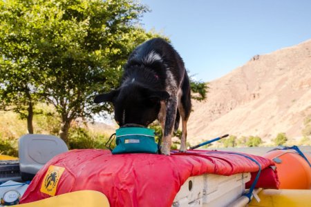 Ruffwear Quencher Cinch Top™ Cestovní miska pro psy - Barva: Šedá, Zelená, Velikost: L