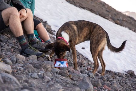 Ruffwear Artist Series Quencher™ Cestovní miska pro psy - Barva: Červená