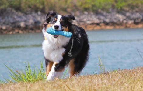 Ruffwear Gourdo™ Odolná hračka z přírodního latexového kaučuku - Barva: Modrá, Velikost: S