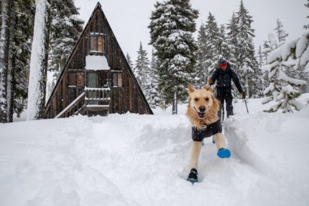 Ruffwear Cloud Chaser™ Soft Shell bunda pro psy