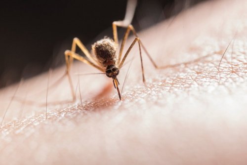 Jak při kempování vyzrát na klíšťata a komáry?