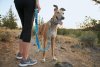 Ruffwear Web Reaction™ Obojek pro psy - Barva: Šedá, Velikost obojku: 20-23"