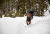 Ruffwear Climate Changer™ Svetr pro psy - Barva: Zelená, Velikost: L