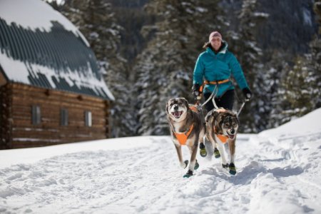 Ruffwear Omnijore™ Postroje pro psy - Barva: Oranžová, Velikost: S