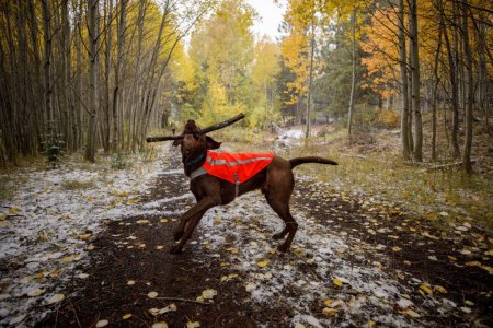 Ruffwear Track Jacket™ Bezpečnostní vesta pro psy
